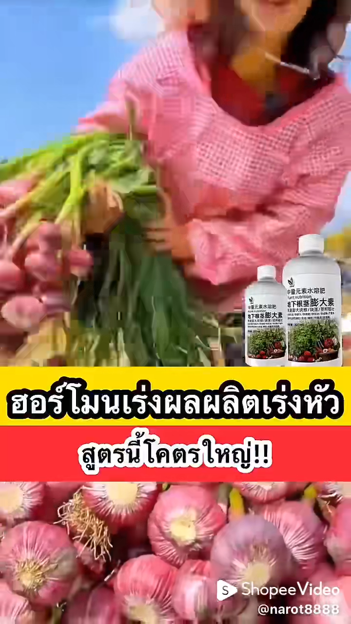 ฮอร์โมนพืช ฮอร์โมนเร่งผล เร่งราก ปุ๋ยเพิ่มผลผลิต บํารุงพืช สูตรใหม่ เข้มข้นกว่าเดิม 300 มล ปุ๋ยเร่งรากมันสําปะหลัง พ่นพื้นที่ครั้งละห้าเท่า 300ก ฮอร์โมนมันสําปะหลัง ปุ๋ยมันสําปะหลัง ปุ๋ยทางใบ