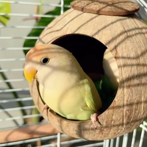 บ้านนกแก้ว บ้านกะลานก ที่นอนนก รังนกแก้ว ทำจากกะลา ธรรมชาติ ปลอดภัย บ้านนกฟอพัส หงษ์หยก เลิฟเบิร์ด ค๊อกคาเทล กรีนซีค