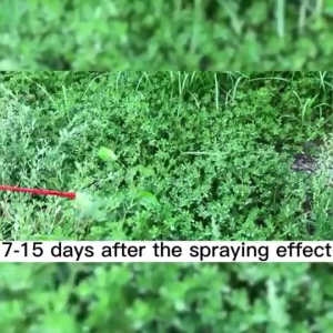 500g Herbicide Hexazinone Weed Grass Tree Bamboo Killer Chemical Root Removal Glyphosate