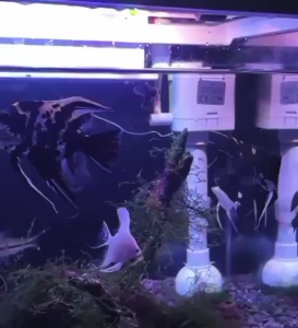 SOBO ES-280F 15L Black / White Super Crystal Clear Glass Fish Aquarium With Filter & LED Light