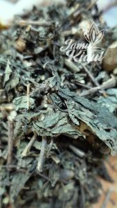Daun Keji beling 500gr atau Gempur Batu Kering Organik
