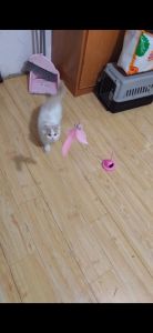 Đồ Chơi Cần Câu Mèo Tự Chơi UFO Có Đế Hít Cố Định - Wemmy Pet Friend