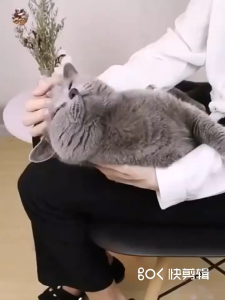 DORRIKEY EARMITE REMOVER PET CAT DOG EAR DROP CLEANER PENCUCI PEMBERSIH TELINGA KUCING & ANJING 60 ML [READY STOCK] Pet Care Essentials: Anti-Itch & Deodorizing Shampoo for Dogs & Cats Ear Cleaner & Eye Drops 100ml