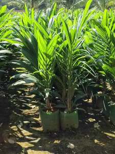 พันธุ์ท็อปเทเนอร่า กล้าปาล์มน้ำมัน โทร 098 0130425