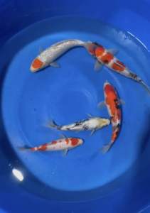 JAPAN KOI 23-30cm from TANI FARM ( HIGH GRADE )  cost at 1288 per koi + shipping 50 .