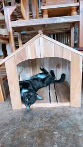 บ้านนก บ้านแมว บ้านเต่า บ้านไม้สัก มี3ไซส์ มีหลังเล็กกลางใหญ่ จัมโบ้ บ้านสัตว์ บ้านน้องแมว บ้านกระต่าย บ้านไม้ไม้หนาสวย สำหรับสัตว์