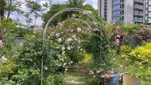 Simple wrought iron arch flower stand monthly season climbing pergola road guide rack grape loofah climbing reinforced flower stand