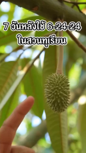 กัปตันเรือ 6-24-24 เฟอร์ติเกต ขนาด 1 ลิตร เข้มข้น เร่งต้น เร่งดอก น้ำหนักดี ผลผลิตสูง ฉีดพ่นทางใบ ระบบน้ำหยด ดูดซึมไวภายใน 2 ชั่วโมง ใช้ในพืชทุกชนิด กัปตันเรือ 6 24 24 ราคา - Lazada