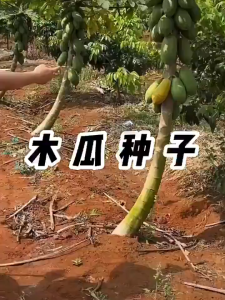 100% Original Sweet Dwarf Papaya Seeds for Planting Fruits (High Germination 20seeds/pack)-A629