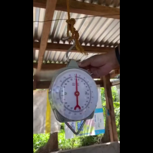 Hanging Acale for Pig 250kgs Heavy Duty Hook Weighing Scale Timbangan ng Baboy Farm Livestock Pig Animal Weighing Scale