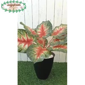 Pohon Imitasi Keladi Merah X9 Semi Latex Pot Tawon Pirus Hitam Tanaman Hias Ruang Tamu