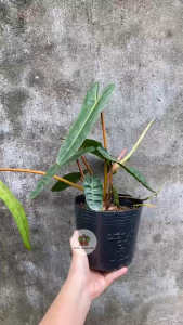 Cây Hạc Cam - Tổng thể cao tầm 20-30 cm - Kiểng lá sang trọng!