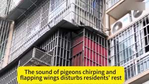 500 ml Drives away most birds Layee Bird repellent outdoor Pigeons repellent Penghalau burung Protect your home from birds Anti bird 驱鸟