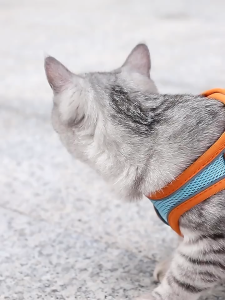 Pet Harness Vest With Leash Reflective Nylon Dog Cat Harness Collars Breathable Adjustable Chest Strap For Small Dogs Chihuahua