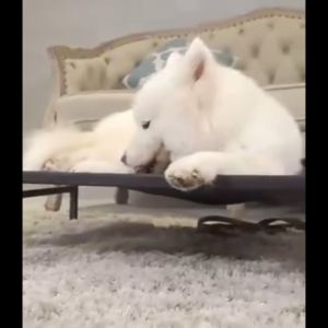 เตียงสุนัข ระบายอากาศ ป้องกันความชื้น รับน้ำหนัก 40-100kg สำหรับผู้นั่ง เป็นหวัด ทำความสะอาดง่าย ถอดและล้างน้ำได้ (ร่วมกัน เตียงแมว เทียนกัน เป็นส่วนตัวของเตียงสูงสุด)