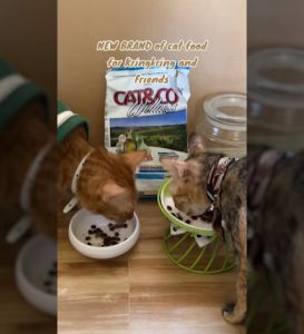 Cat & Co Wellness Adult Sensible – Fish & Rice Premium Cat Food 10kg Cat Foods