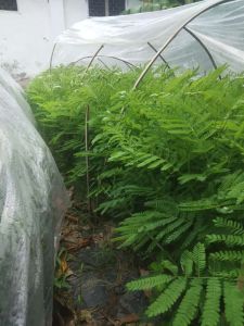 bibit sengon cepat besar - Paket Hemat 10pcs Bibit Pohon Kayu Sengon/Tanaman Pohon Kayu Sengon Murah Bonus Dua Bibit