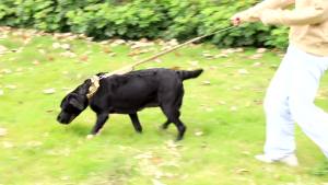 Durable Nylon Dog Collar & Adjustable Tactical Pet Collar: A Comprehensive Guide