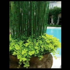 Cây trúc không lá thiền trúc Thái trồng viền trang trí tiểu cảnh vườn Nhật  hồ cá non bộ tặng phân bón trong 3 tháng Minh Hân Garden