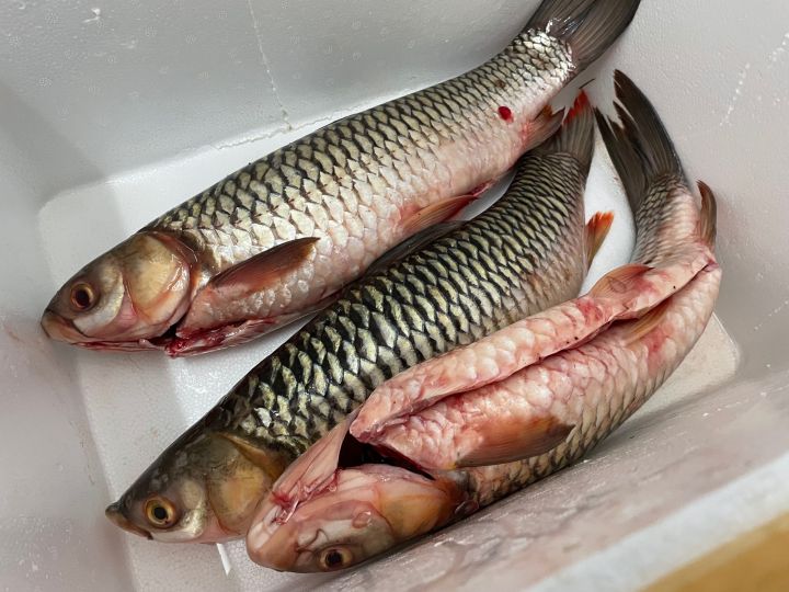 Interface du casino Wild Sultan