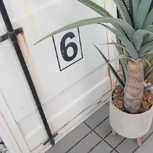 Sepatu Sneakers Casual Wanita Import SF25