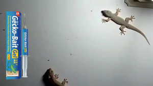 【จัดส่งเร็ว】🦎ไม่เหลือแม้แต่ตัวเดียว🦎❗ซื้อ 1 แถม 1❗KiMi&BS ยาฆ่าจิ้งจก ยาฆ่าตุ๊กแก ยาไล่จิ้งจก ไล่จิ้งจก 10g ดึงดูดรวดเร็ว ฆ่าจิ้งจกมีประสิทธิภาพ สูตรปรับปรุงจากญี่ปุ่น ได้ผลกับสัตว์เลื้อยคลานอื่น ๆ เช่นกัน ยากำจัดตุ๊กแก