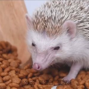 Jonsanty Hedgehog Basic Nutrient Food Dried Mealworm Hedgehog food biscuit Hedgehog Healthy Food