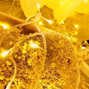 STARZ - SG SAFETY MARK  31V 20 Meter 100 Led Splash Proof Led Fairy String Lights  Warm   Christmas Festive Decorative Lights