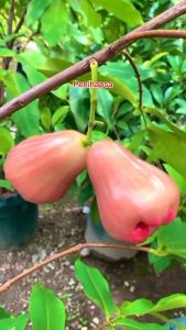 Bibit Jambu Air Giant Rose Apple: Tanaman Jambu Air Hasil Okulasi Cepat Berbuah
