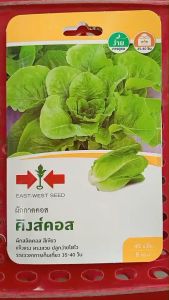 ศรแดง ผักกาด ผักสลัดคอส คิงส์คอส [ จำนวน 40 เมล็ด/ซอง] 10/03/2569   สีเขียว ทรงต้นสวย ต้นแข็งแรง ปลูกง่าย โตไว ระยะเก็บเกี่ยว 35-40 วัน