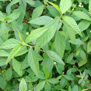 daun sidaguri jantan segar 300g