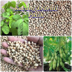 benih biji kacang kedelai putih paket (500 gram)