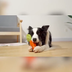 Pet Dog Toy | Rubber Carrot | Dog Chew Training Toy | Chew Toy for Dogs [Chewbarka]