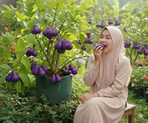 BIBIT JAMBU CITRA UNGU MADU🌱 Pastinya JUMBO Jambu Air Yang Mempunyai Warna Ungu ini Yg Langka Dengan Citarasa Manis Berbuah Genja Tanpa Mengenal Musim Yuk Dipesen.Pemesanan Bisa COD Bayar Ditempat