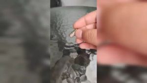 Glink ตัวต่อตรงสำหรับสาย RG6 ต่อตรงบบ F-Type F-Type กลางทาง (ต่อตรง ) เมีย-เมีย F Type Coupler Adapter F/F Jack สำหรับ งาน CCTV  1ชิ้น รับสมัครดีลเลอร์ทั่วประเทศ