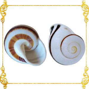 2 Pieces  Snail  White Round  Stripe Camiguin  1 - 1.5 Inches