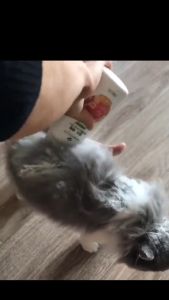 Pet Dry Shampoo Cat Dog Cleaning Powder Bathing Washing Pet Grooming Shampoo Kucing Kering Syampu Mandi Kucing