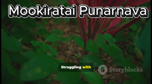 🌿 LIVE PLANT : MOOKIRATTAI (மூக்கிறட்டை) • BOERHAAVIA DIFFUSA • PUNARNAVA • RED SPIDERLING • SOTHAGHNI • SUGAR & FLUID B
