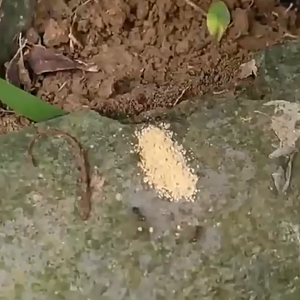 10PCS/Set 300G Anti Semut Universal Obat Semut Ampuh Tahan Lama Racun Pembasmi Koloni Semut