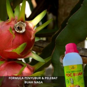 Pupuk Organik Pelebat Buah Naga Pupuk Pembesar Buah Naga Perangsang Buah Naga Booster Penyubur Cair