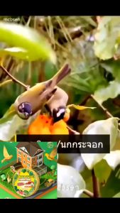 ก้อนไล่นก ยาไล่แมว ก้อนไล่แมว นกได้กลิ่นแล้วบินหนีไป ไล่นกได้ง่าย ยาเม็ดการบูรทำจากสารสกัดธรรมชาติ  ไล่แมลงสาบ ไล่แมลง ไม่เป็นอันตราย