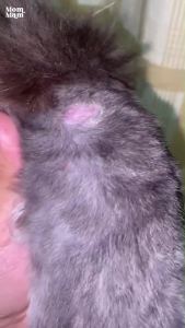 [พร้อมส่ง 1 ก.ย.] โปรสุดคุ้ม4ขวด | MomMam สเปรย์มอมแมม พ่นแผลแห้งเร็ว พ่นเชื้อรา น้องเลียได้ ปลอดภัย ขนาด 50 ml.