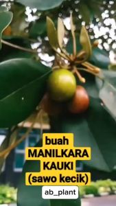 Bibit Tanaman Sawo Kecik Okulasi Unggul Cepat Berbuah