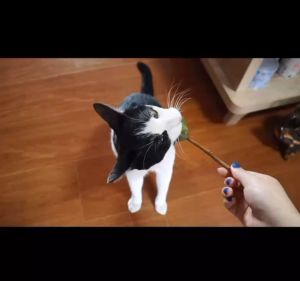 its 🛒  Catnip Lollipop อมยิ้มแคทนิปเสียบไม้มาทาบิ สมุนไพรแมวฟิน แคทนิปแมว ของเล่นแมว