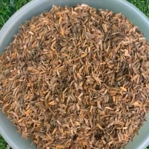 Rice Hull/Dried ipa soil