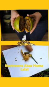 FEROKOP efektif Pengendali hama lalat buah