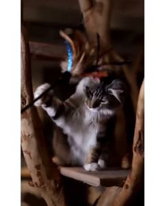 GiGwi Feather Teaser Series - Cat Wand Teaser with Natural Feather & TPR Handle Jig Feather - Lazada