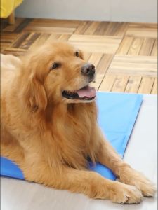 เย็นสบาย ที่นอนหมา Pet Cool mat - ผ่านเจลเย็นสูงสุด พื้นที่นอนเย็น - ราคาล่าสุด