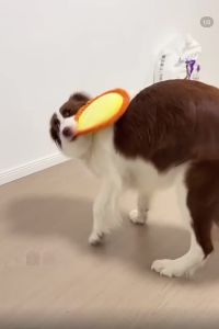 Soft Plush Dog Flying Disc Colorful Cartoon Bite Resistant Squeaky Toy Small Dogs Teeth Grinding Cleaning Relieve Boredom