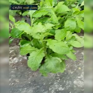 Cây cải trời giống (cây cao 20-30cm như hình)